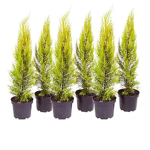 10 x Cupressus Conifer Macrocarpa Goldcrest Tree in a 10.5cm Pot 28-30cm Tall Supplied as 10 x Established Cypress Trees