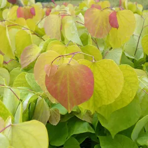 Hearts of Gold American Redbud Tree Cercis Canadensis 12L Pot 80cm - 100cm