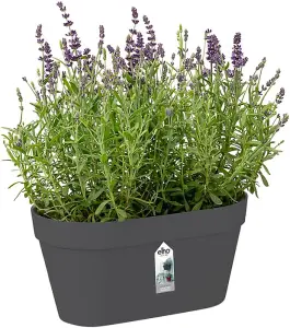 Elho Loft Urban Green Wall Duo 28cm Plastic Plant Pot in Anthracite