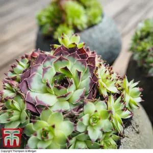 Mixed Succulent Houseplants - 10 Potted Plants