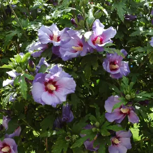 Standard Hibiscus Tree 'Marina Blue' 90cm-1.2m Tall in a 3L Pot