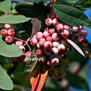 Sorbus Hupehensis Tree - Pink Hupeh Mountain Ash, Pink Berries, White Flowers, Hardy (5-6ft)