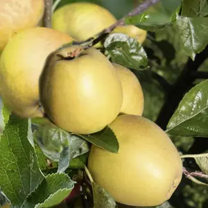 Lincolnshire Fruits Herefordshire Russet Potted Apple 7 Litre Tree