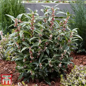 Sarcocca Plant - Winter Gem - 3 x 3 Litre Potted Plantted Plants