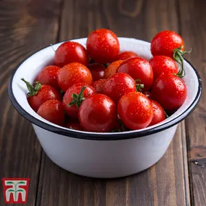 Tomato Veranda Red F1 1 Seed Packet