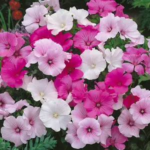 3 Mixed Lavatera - Lovely Flowering Shrubs for UK Gardens - Outdoor Plants (20-30cm Height Including Pot)