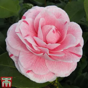 Camellia japonica Bonomiana Pink 9cm Pot x 2