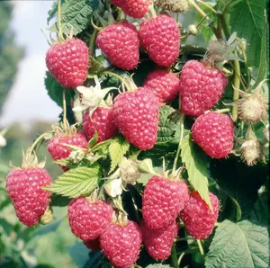 Lincolnshire Fruits Potluck Raspberry Potted 7 Litre