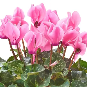 Cyclamen 'Pink' - Delicate Beauty for Indoor Spaces, Bright Blooms, Compact Size (12cm)