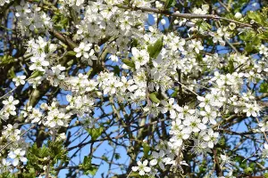 2-3ft Hawthorn (Crataegus Monogyna) Wildlife Friendly Bare Root Hedging Plants - Pack of 10