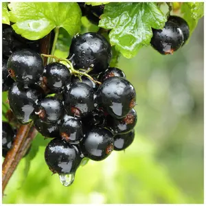 10 Ben Sarek Blackcurrant Plants / Ribes Nigrum 'Ben Sarek' 2-3ft Tall 3FATPIGS