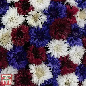 Cornflower Red White & Blue - 1 Seed Packet (125 Seeds)