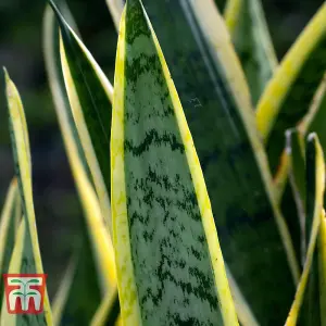 Sansevieria trifasciata var. laurentii - Snake Houseplant  x 1 (12cm Pot)