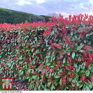 Photinia Fraseri Red Robin 9cm Pot x 1