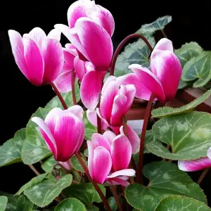 4 x Cyclamen Mixed Garden Ready Plants - Alpine Violet UK Hardy Flowering Perennials - Ideal for Beds, Containers or Borders