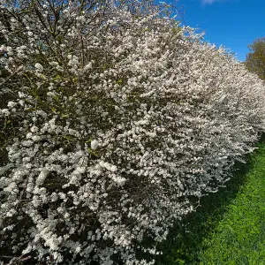 Mixed Native Hedging Collection of 50 Hedges height 60 to 90cm