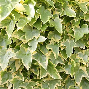 Hedera Gold-Edged - Trailing Ivy Plant, Ideal for UK Gardens, Climbing Garden Plants (3 plants, 10-15cm Height Including Pot)