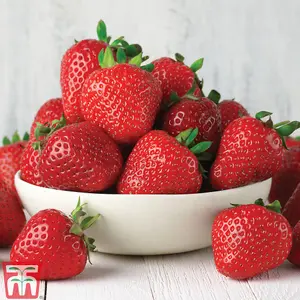 18 Strawberry Fruit Plants Full Season Collection (Honeoye, Cambridge Favourite, Florence) Easy to Grow Your Own Strawberries