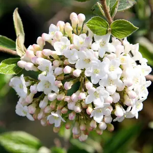 Outdoor Shrub Plant Viburnum x Burkwoodii Flowering Garden Plants 2L Pot