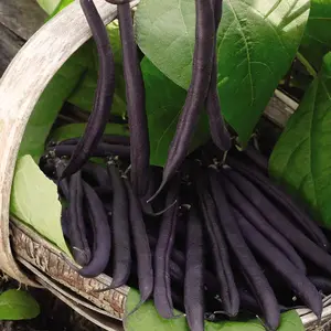 Dwarf Bush Bean Purple Teepee 1 Seed Packet