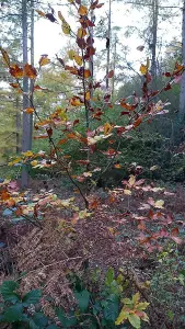 1-2ft Green Beech (Fagus Sylvatica) Semi-Evergreen Bare Root Hedging Plants - Pack of 10