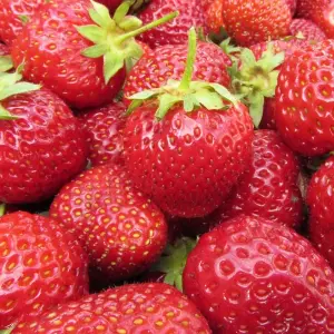 Strawberry Korona Bare Root - Grow Your Own Bareroot, Fresh Fruit Plants, Ideal for UK Gardens (10 Pack)