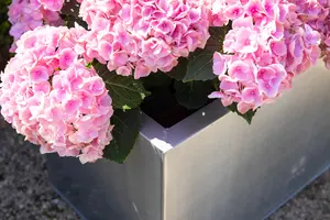 Primrose Zinc Galvanised Rectangular Silver Outdoor Trough Planter Medium 64cm x 32cm