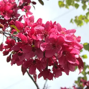 Malus Direktoer Moerland Tree - Crab Apple Tree, Deep Red Spring Blossoms, Low Maintenance (5-6ft)