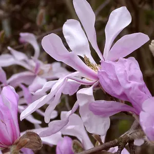 Magnolia 'Leonard Messel' in 9cm Pot - Rare Spring Flowering Shrub