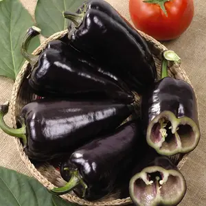 Pepper sweet Black Knight F1 Hybrid 1 Seed Packet (8 Seeds)