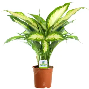 Indoor Plant Mix - Houseplant Collection, Dieffenbachia, Zamioculcas & Areca Palm (3 Plants - 30-50cm Height Including Pot)