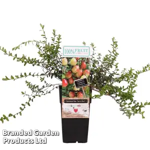 Grow Your Own Fruit  Vaccinium (Cranberry) macro. Early Black 15cm Pot x 1