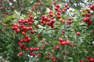 Polygonum Russian Vine Climbing Plants, Mile a Minute, 3-4ft Large Plant supplied in a 3 Litre Pot