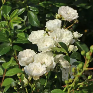 Rose Bush Crystal Fairy in 14cm Pot - White Summer Autumn Outdoor Low Growing Groundcover Plant for Bedding, Containers or Borders