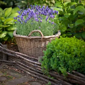 Lavender Munstead 1 Packet (110 Seeds)