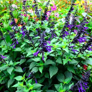 Gardeners Dream Salvia Amistad (9cm)