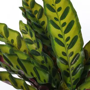 Calathea Insignis - Exquisite Foliage, Indoor Houseplant (14cm, 40-50cm)