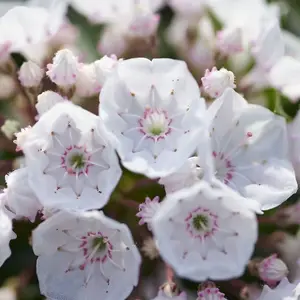 Elf Mountain Laurel Shrub Plant Kalmia Latifolia F. Myrtifolia 3L Pot