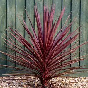 Cordyline Torbay Red - Vibrant Evergreen Foliage, Hardy Plant, Easy Care (25-35cm Height Including Pot)