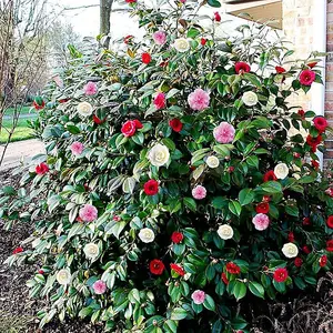 Camellia Japonica Plant Tricolour Red, White & Pink in One Pot - Evergreen Shrub - Rare Variety of Camellia Japonica Plant 30-50cm