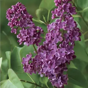 Extra Large Syringa Ludwig Spaeth Fragrant Lilac Plant 4ft Multi Branch Specimens