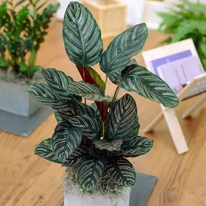 Calathea Ornata - Exotic Foliage, Indoor Houseplant (14cm, 40-50cm)