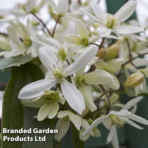 Clematis Armandii 2 Litre Potted Plant x 1