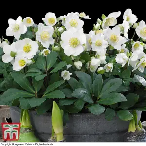 Helleborus Christmas Carol 12cm Potted  Plant x 1