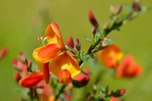 3 Cytisus 'Lena' Broom Plants In 2L Pots, Stunning Fragrant Red/Yellow Flowers