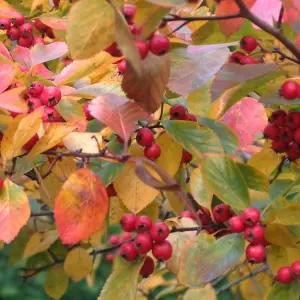 Crataegus Prunifolia Tree - Profuse White Blossoms, Red Berries, Ornamental (5-6ft)