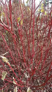 1-2ft Red Dogwood (Cornus Alba 'Sibirica') Field Grown Hedging Plants Tree Sapling  - Pack of 10