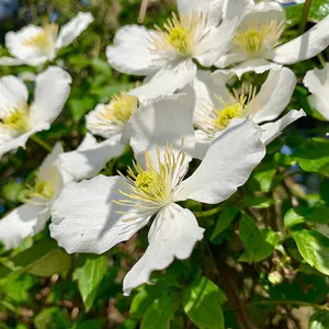 Clematis montana Mayleen 7cm Potted Plant x 2 + Tower Potted Plant Kit x 2