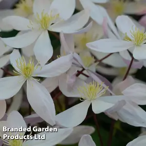 Clematis Armandii 2 Litre Potted Plant x 1