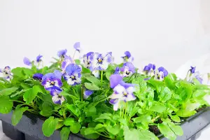 Viola 20 Pack - Large Plants in a Mix of Colours - Great Value Viola Plants